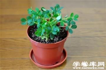 花生盆栽