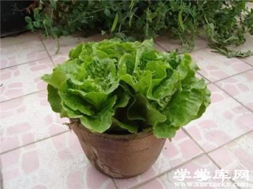生菜盆栽