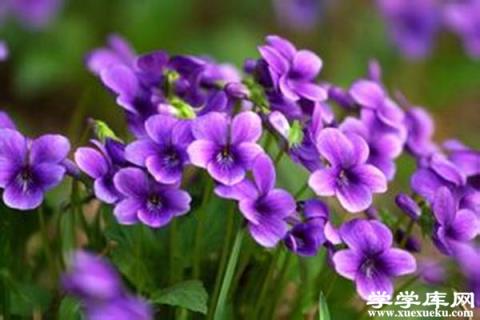 紫花地丁的傳說