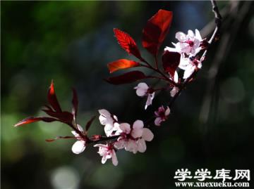 紫葉矮櫻插條的選取及保存 紫葉矮櫻插條的選取及保存