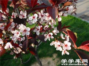 插條的處理 插條的處理