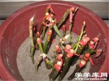 扦插紫葉矮櫻 扦插紫葉矮櫻