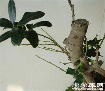 紫葉矮櫻嫁接砧木 紫葉矮櫻嫁接砧木