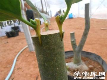 紫葉矮櫻嫁接 紫葉矮櫻嫁接