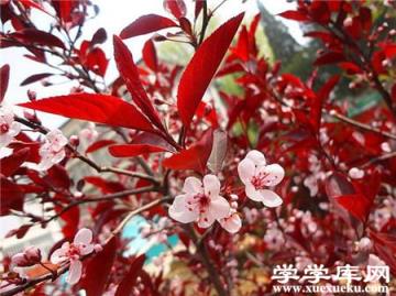 紫葉矮櫻壓條枝條的選擇 紫葉矮櫻壓條枝條的選擇