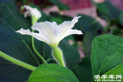 葫蘆花的花語和含義