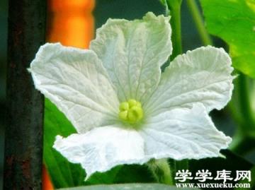 美麗的葫蘆花 美麗的葫蘆花