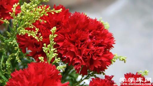 康乃馨夏季怎么養