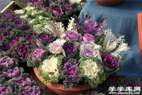 羽衣甘藍可以吃嗎