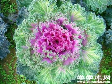 羽衣甘藍 羽衣甘藍