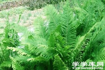 莢果蕨 莢果蕨