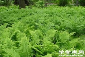 莢果蕨 莢果蕨