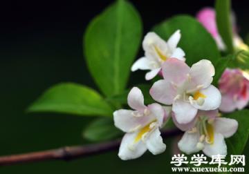 錦帶花栽植修剪 錦帶花栽植修剪