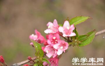 錦帶花養護修剪 錦帶花養護修剪
