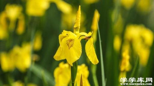 黃菖蒲和菖蒲的區別