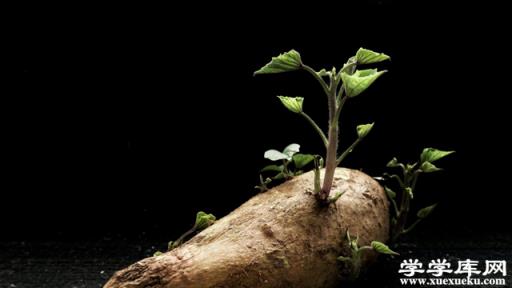 地瓜發芽了怎么種盆栽