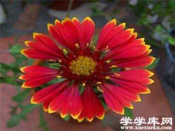 天人菊單花 天人菊單花