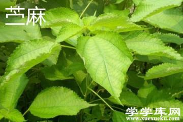 苧麻葉子.jpg 苧麻葉子.jpg