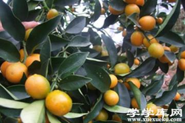 漂亮的金桔 漂亮的金桔