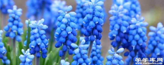 風信子花謝后怎么處理，能復花嗎