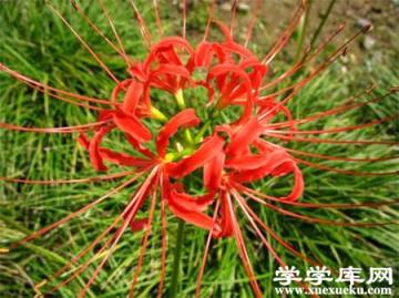 石蒜的栽培養護知識 石蒜的栽培養護知識