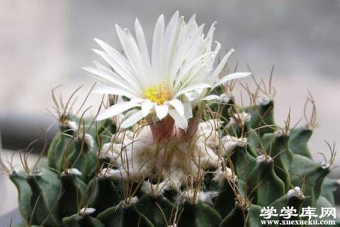 帝冠的養殖方法和注意事項