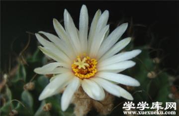 帝冠的養殖方法 帝冠的養殖方法