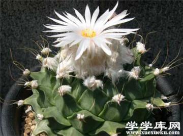 帝冠的養殖注意事項 帝冠的養殖注意事項