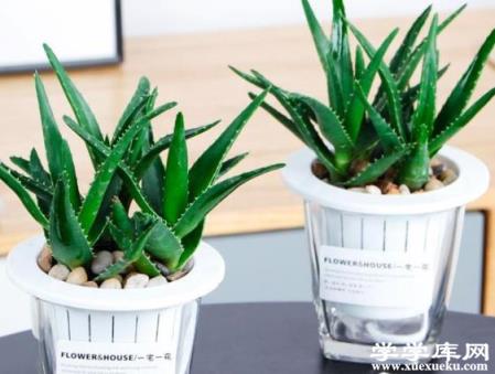 蘆薈爛根怎么辦 切除腐壞部位在陰涼通風處晾干即可種植