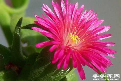 牡丹吊蘭病蟲及防治方法大全