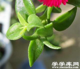 牡丹吊蘭美圖 牡丹吊蘭美圖