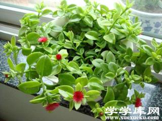 牡丹吊蘭病害二:根腐病 牡丹吊蘭病害二:根腐病