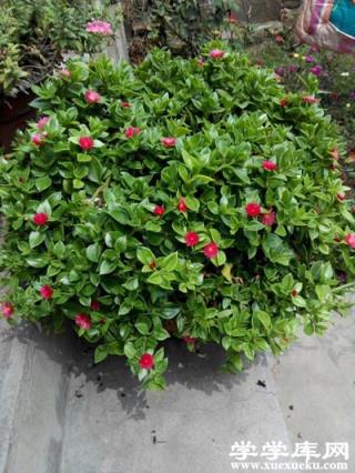 牡丹吊蘭常見蟲害:吹綿介殼蟲 牡丹吊蘭常見蟲害:吹綿介殼蟲