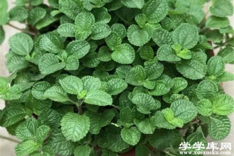 水插養花，干凈又好養