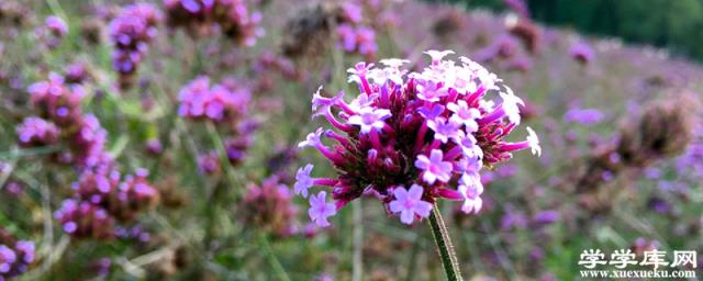 馬鞭草的繁殖方法