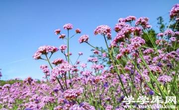 馬鞭草開花 馬鞭草開花