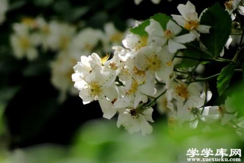 荼蘼有什么作用