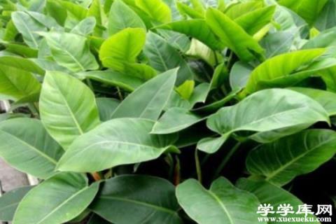 秋天記得給“龜背竹”擦擦葉，葉子油綠全靠這招，太實用！