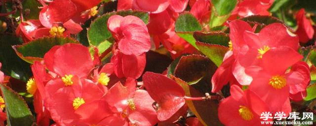 四季海棠掉花怎么辦？