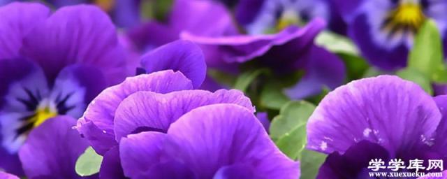 紫羅蘭花語