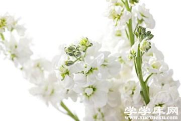 白色紫羅蘭 白色紫羅蘭