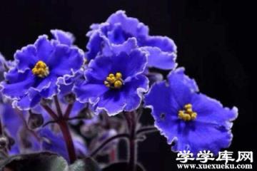 藍色紫羅蘭 藍色紫羅蘭