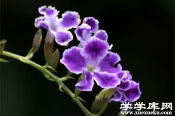 紫色紫羅蘭 紫色紫羅蘭