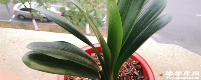 君子蘭澆水多了怎么辦，葉子發黃是什么原因