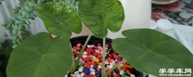 滴水觀音如何施肥澆水，水肥施加過多怎么辦