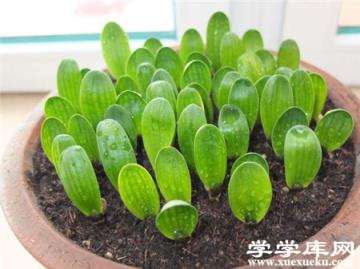 君子蘭分苗移栽的時間 君子蘭分苗移栽的時間