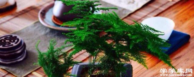 文竹種子怎么種