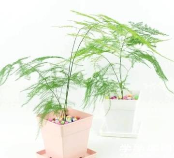 文竹盆栽 文竹盆栽