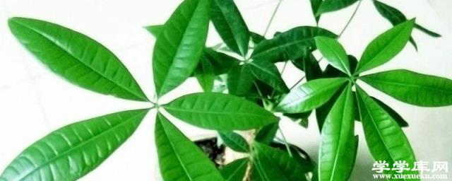 發財樹的水培方法