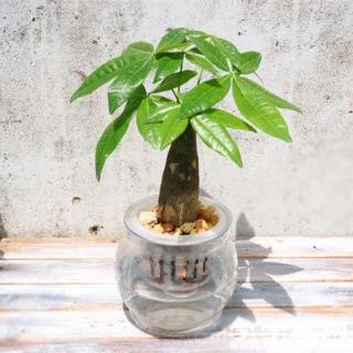 水養發財樹施肥